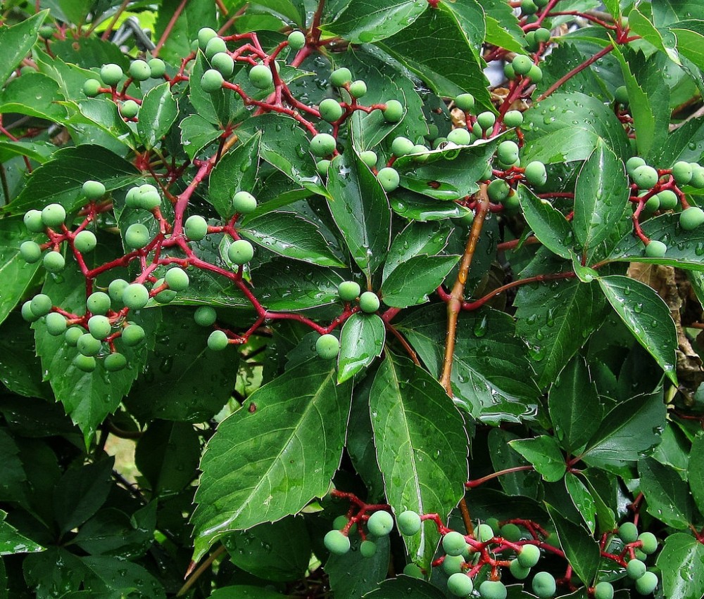 parthenocissus_quinquefolia_1